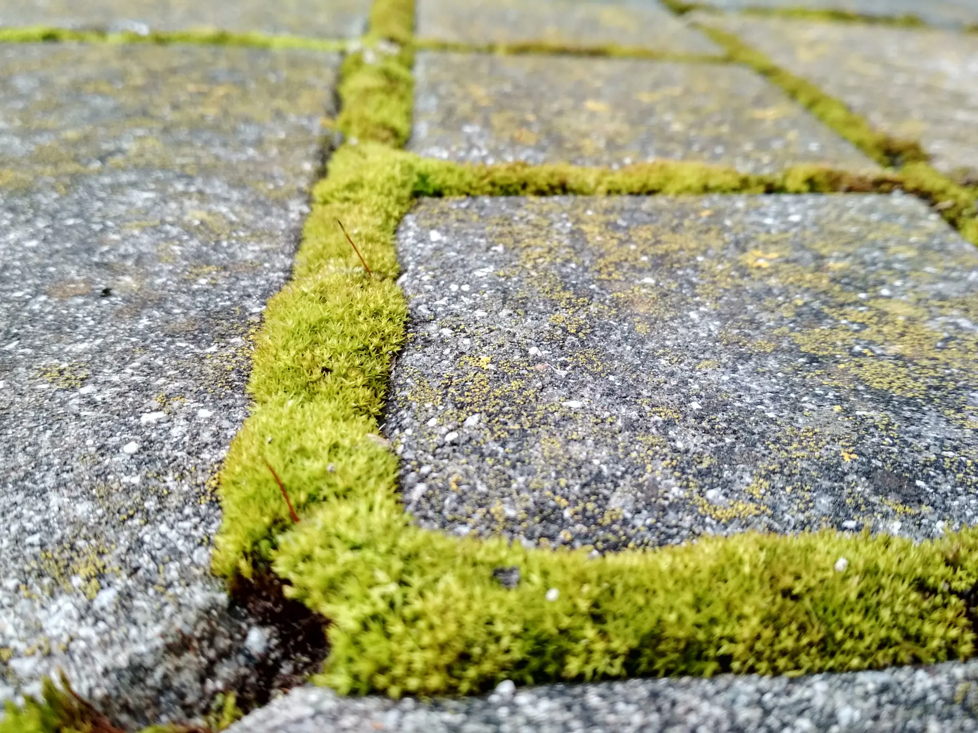 Oil Stains, Algae, And Moss Removal